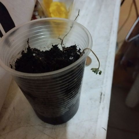 CHALUPAS growlog timeline photo