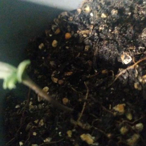 CHALUPAS growlog timeline photo