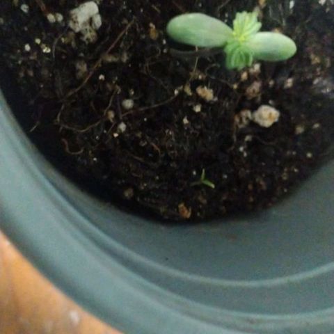 CHALUPAS growlog timeline photo
