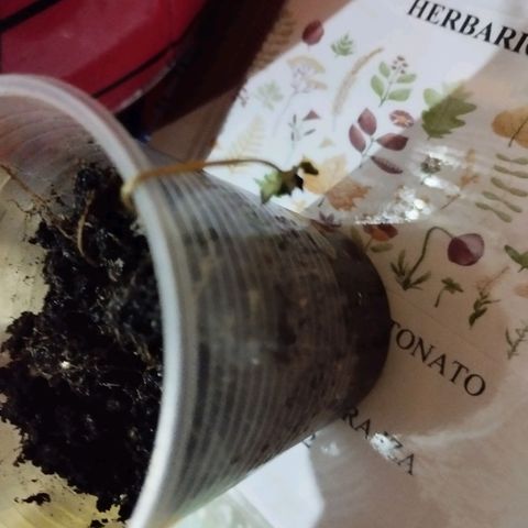 CHALUPAS growlog timeline photo