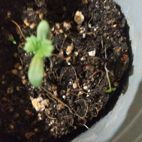 CHALUPAS growlog timeline photo