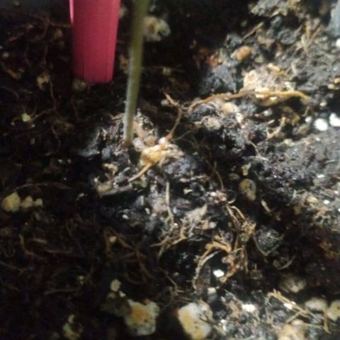 CHALUPAS growlog timeline photo