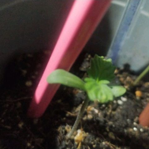 CHALUPAS growlog timeline photo