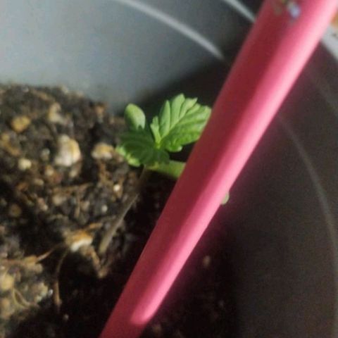CHALUPAS growlog timeline photo