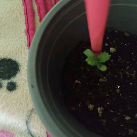 CHALUPAS growlog timeline photo