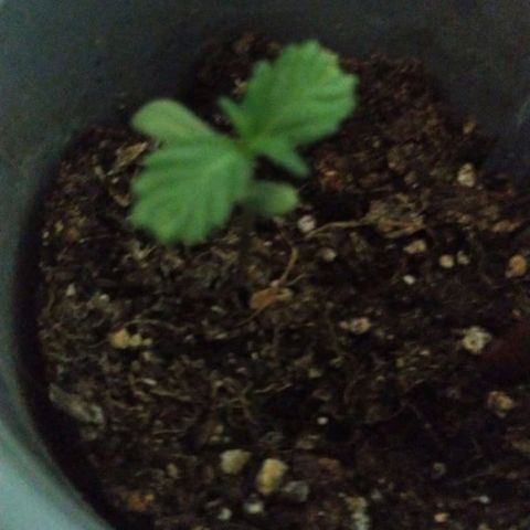 CHALUPAS growlog timeline photo