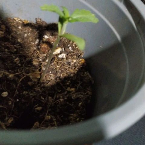 CHALUPAS growlog timeline photo