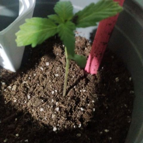 CHALUPAS growlog timeline photo