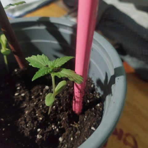 CHALUPAS growlog timeline photo