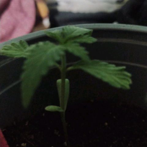 CHALUPAS growlog timeline photo