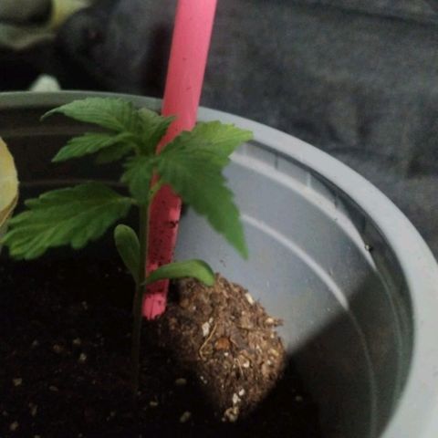 CHALUPAS growlog timeline photo