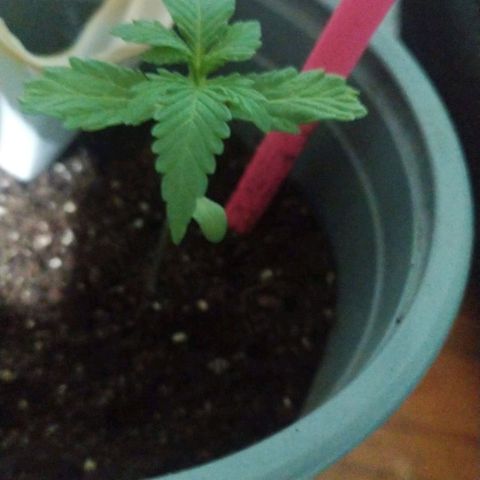 CHALUPAS growlog timeline photo
