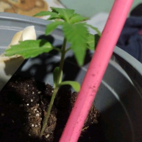 CHALUPAS growlog photo: La planta se encuentra sana 