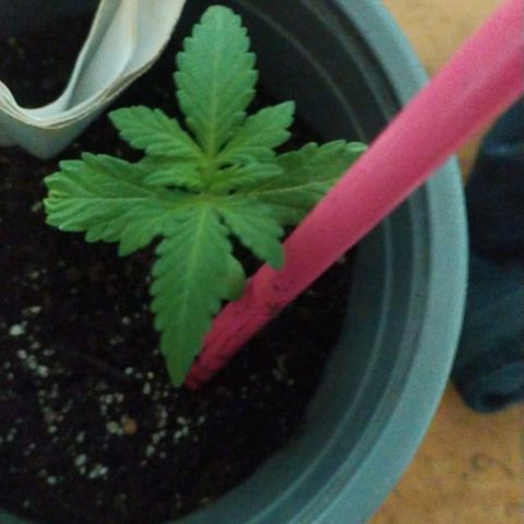 CHALUPAS growlog timeline photo