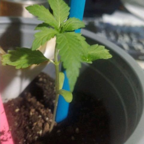CHALUPAS growlog timeline photo