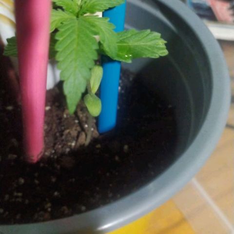 CHALUPAS growlog timeline photo