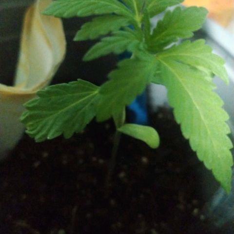 CHALUPAS growlog timeline photo