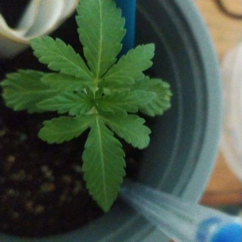 CHALUPAS growlog timeline photo