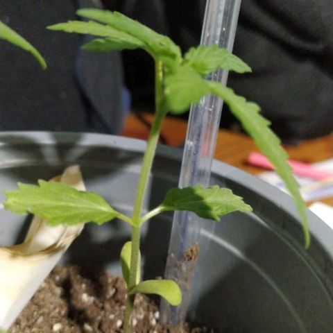 CHALUPAS growlog photo: La planta está sana, lista para el transplante