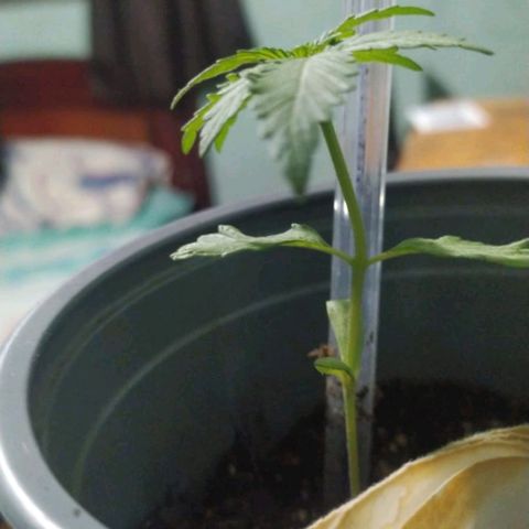 CHALUPAS growlog timeline photo