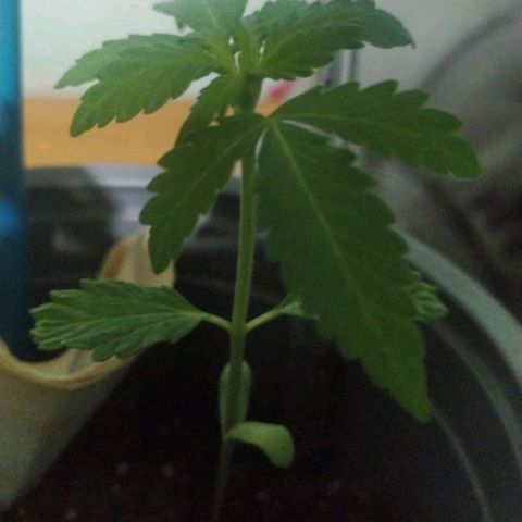 CHALUPAS growlog timeline photo