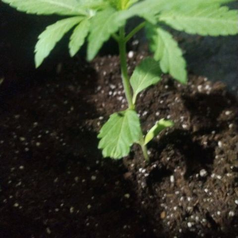 CHALUPAS growlog timeline photo