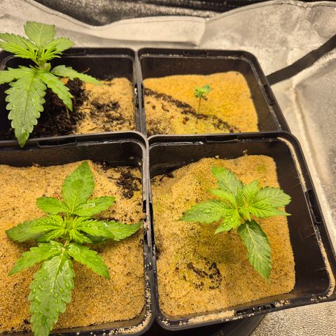 2 Auto White Widows Zelt growlog photo: LED um 3cm erhöht