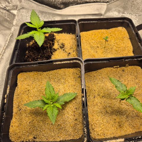 2 Auto White Widows Zelt growlog timeline photo
