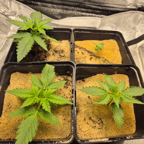 2 Auto White Widows Zelt growlog photo: Bisschen Wasser