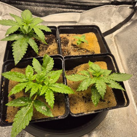 2 Auto White Widows Zelt growlog timeline photo