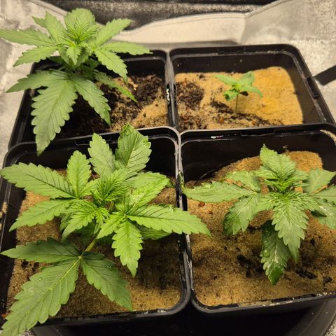 2 Auto White Widows Zelt growlog timeline photo