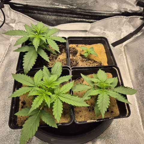 2 Auto White Widows Zelt growlog timeline photo
