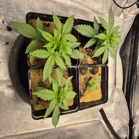 2 Auto White Widows Zelt growlog timeline photo