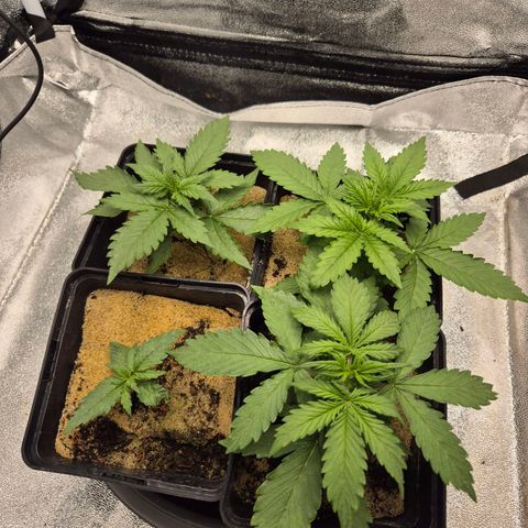 2 Auto White Widows Zelt growlog photo: Led höher gstellt