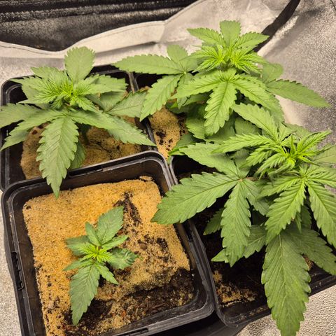 2 Auto White Widows Zelt growlog timeline photo