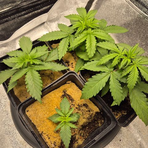 2 Auto White Widows Zelt growlog timeline photo