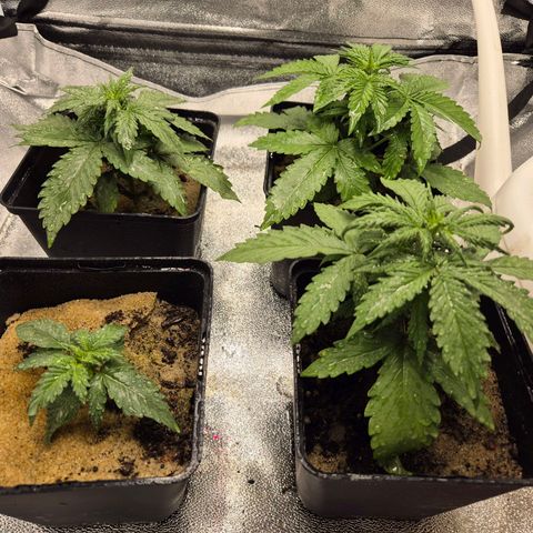 2 Auto White Widows Zelt growlog timeline photo
