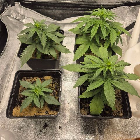 2 Auto White Widows Zelt growlog timeline photo