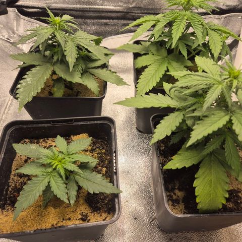 2 Auto White Widows Zelt growlog timeline photo