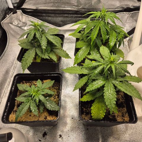 2 Auto White Widows Zelt growlog timeline photo