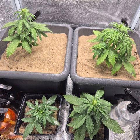 2 Auto White Widows Zelt growlog timeline photo