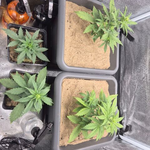2 Auto White Widows Zelt growlog timeline photo