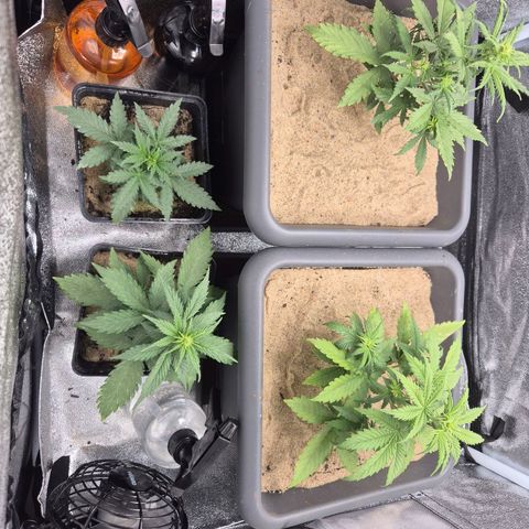 2 Auto White Widows Zelt growlog timeline photo