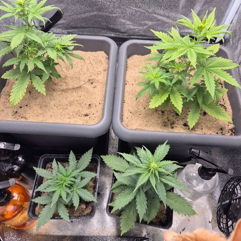2 Auto White Widows Zelt growlog timeline photo