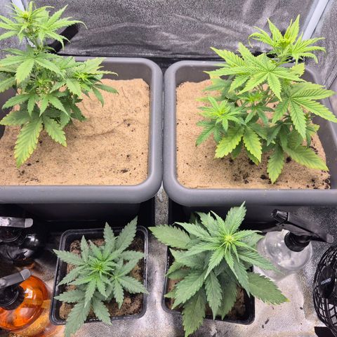 2 Auto White Widows Zelt growlog timeline photo