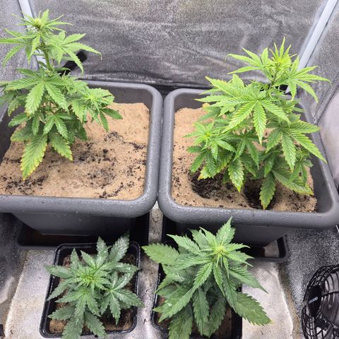 2 Auto White Widows Zelt growlog timeline photo