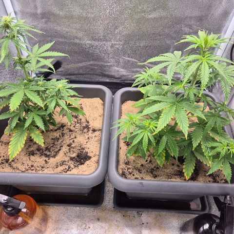 2 Auto White Widows Zelt growlog timeline photo