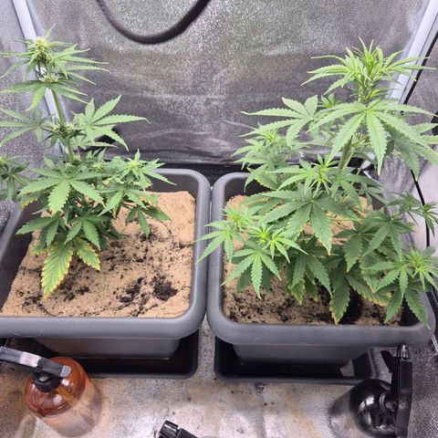 2 Auto White Widows Zelt growlog timeline photo