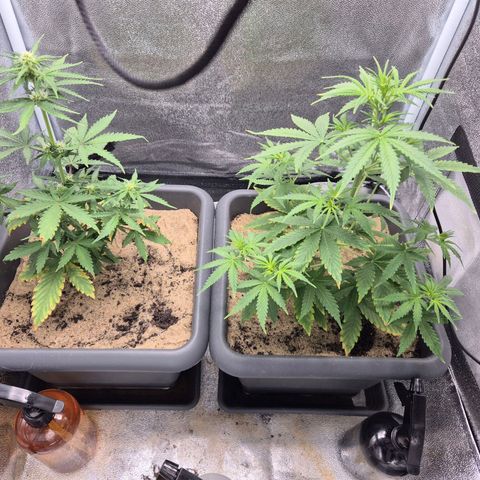 2 Auto White Widows Zelt growlog timeline photo