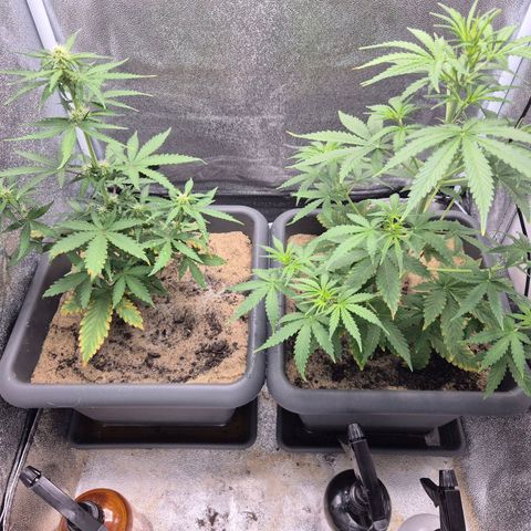 2 Auto White Widows Zelt growlog timeline photo